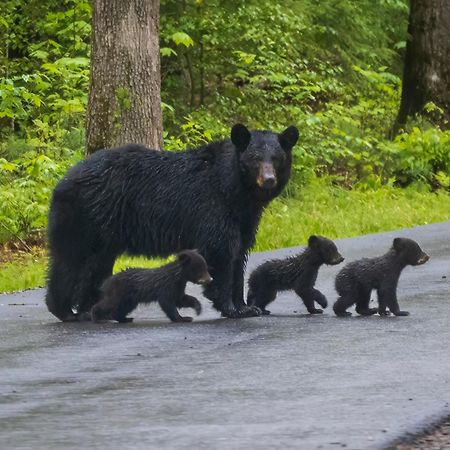 Wilderness Lodge, Hot Tub, Game Room, Pool Access, 1089 Free Tickets Each Paid Day, Dollywood And M เซอเวียร์วีล ภายนอก รูปภาพ